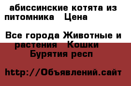 абиссинские котята из питомника › Цена ­ 15 000 - Все города Животные и растения » Кошки   . Бурятия респ.